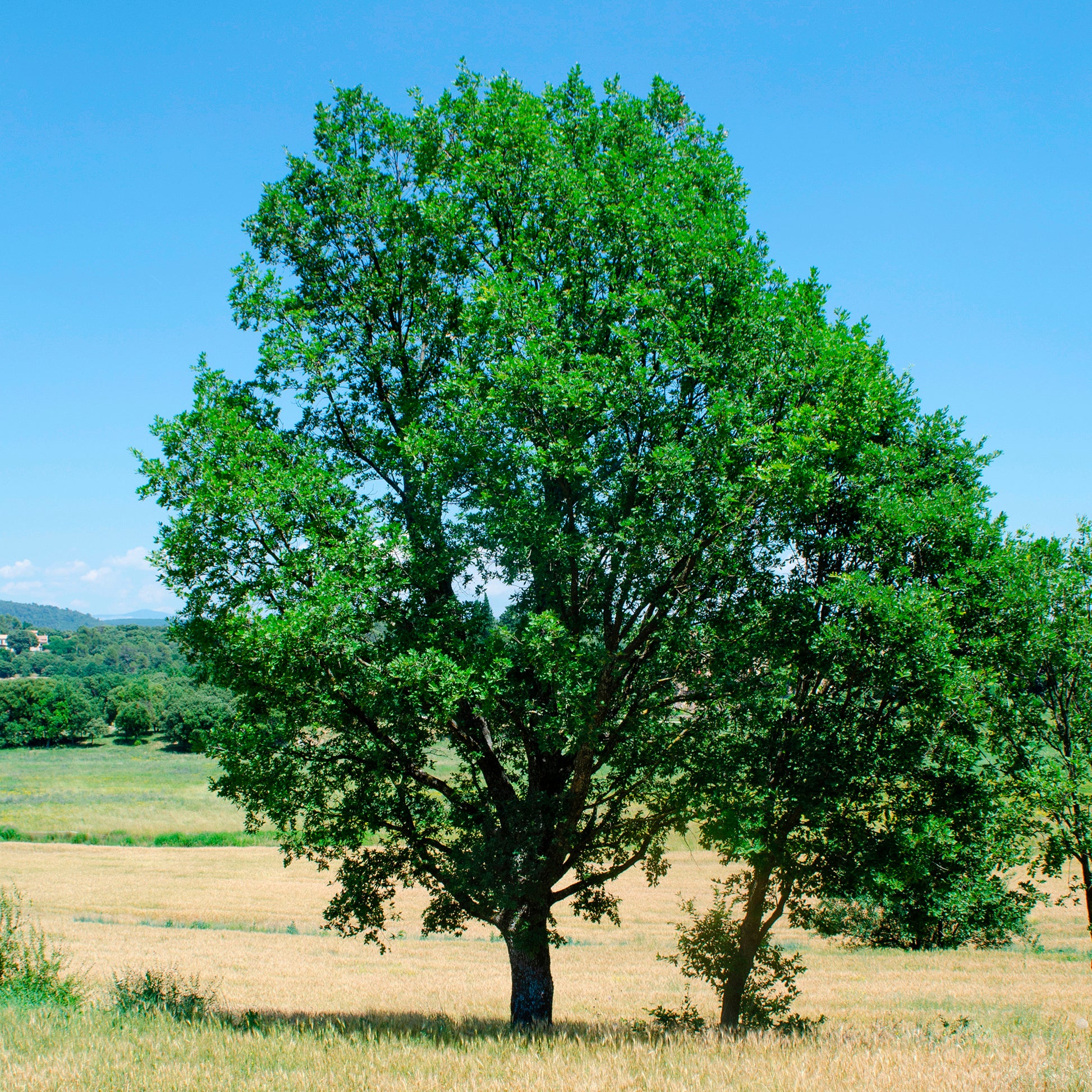 Chêne pubescent - Quercus pubescens - Bakker