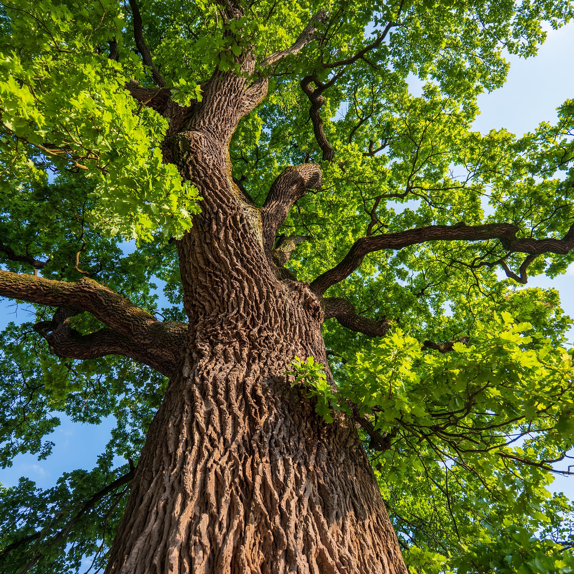 Vente Chêne pédonculé - Quercus robur