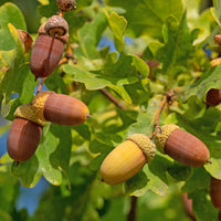 Chêne pédonculé
