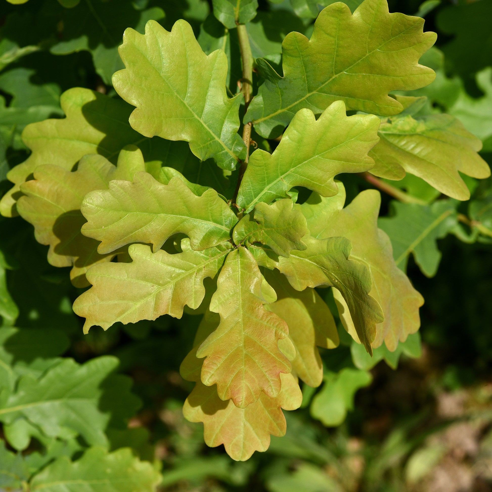 Chêne pédonculé - Quercus robur - Bakker