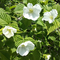 Vente Rhodotypos - Rhodotypos scandens