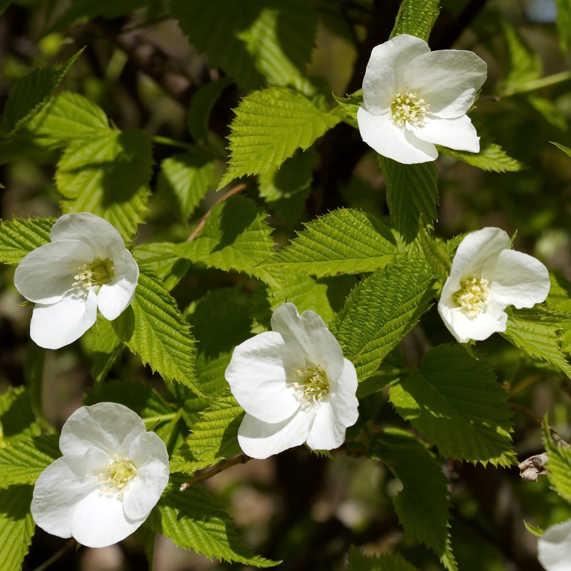 Arbustes fleuris - Rhodotypos - Rhodotypos scandens