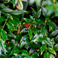 Sarcococca confusa - Sarcocoque - Arbustes fleuris