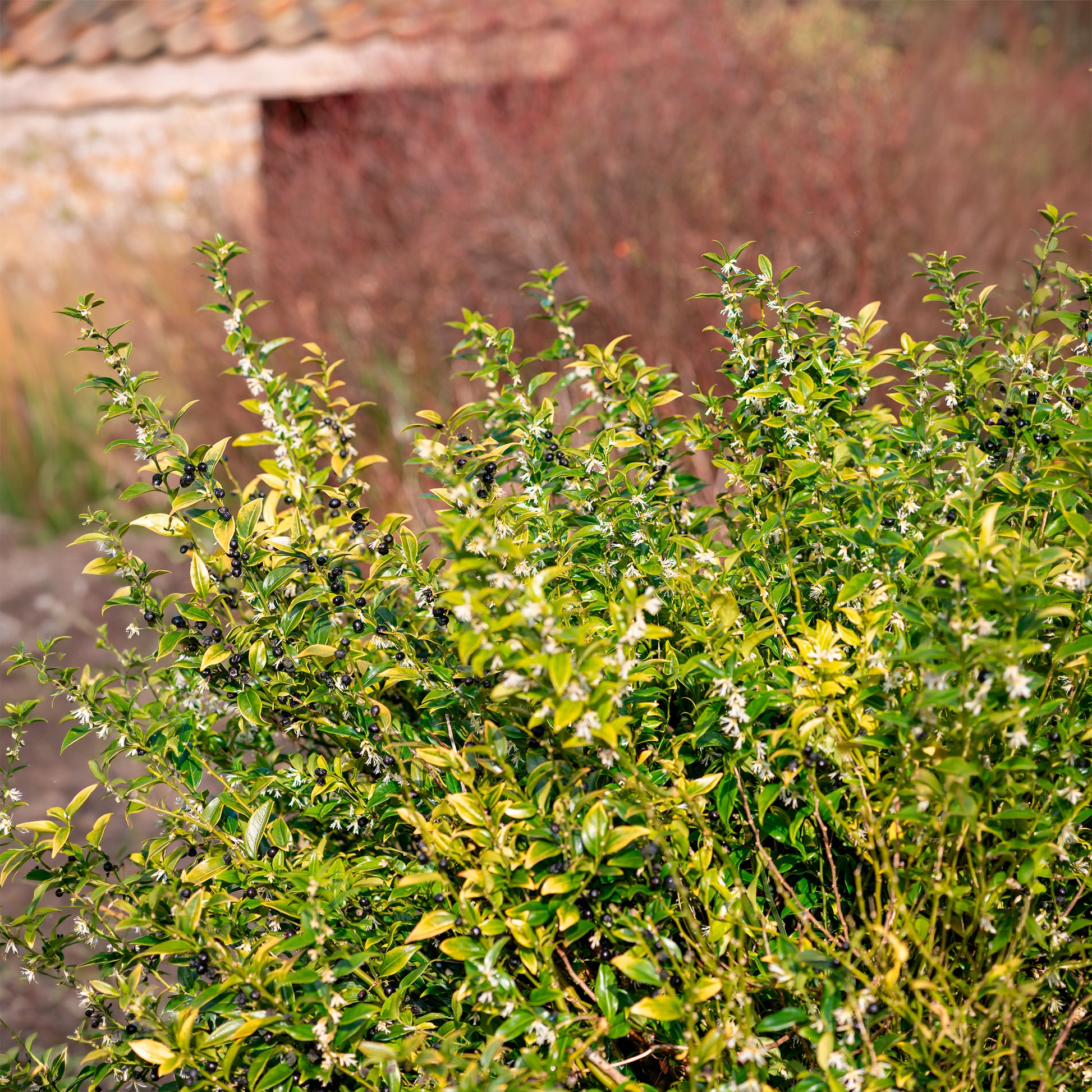 Arbustes fleuris - Sarcocoque - Sarcococca confusa