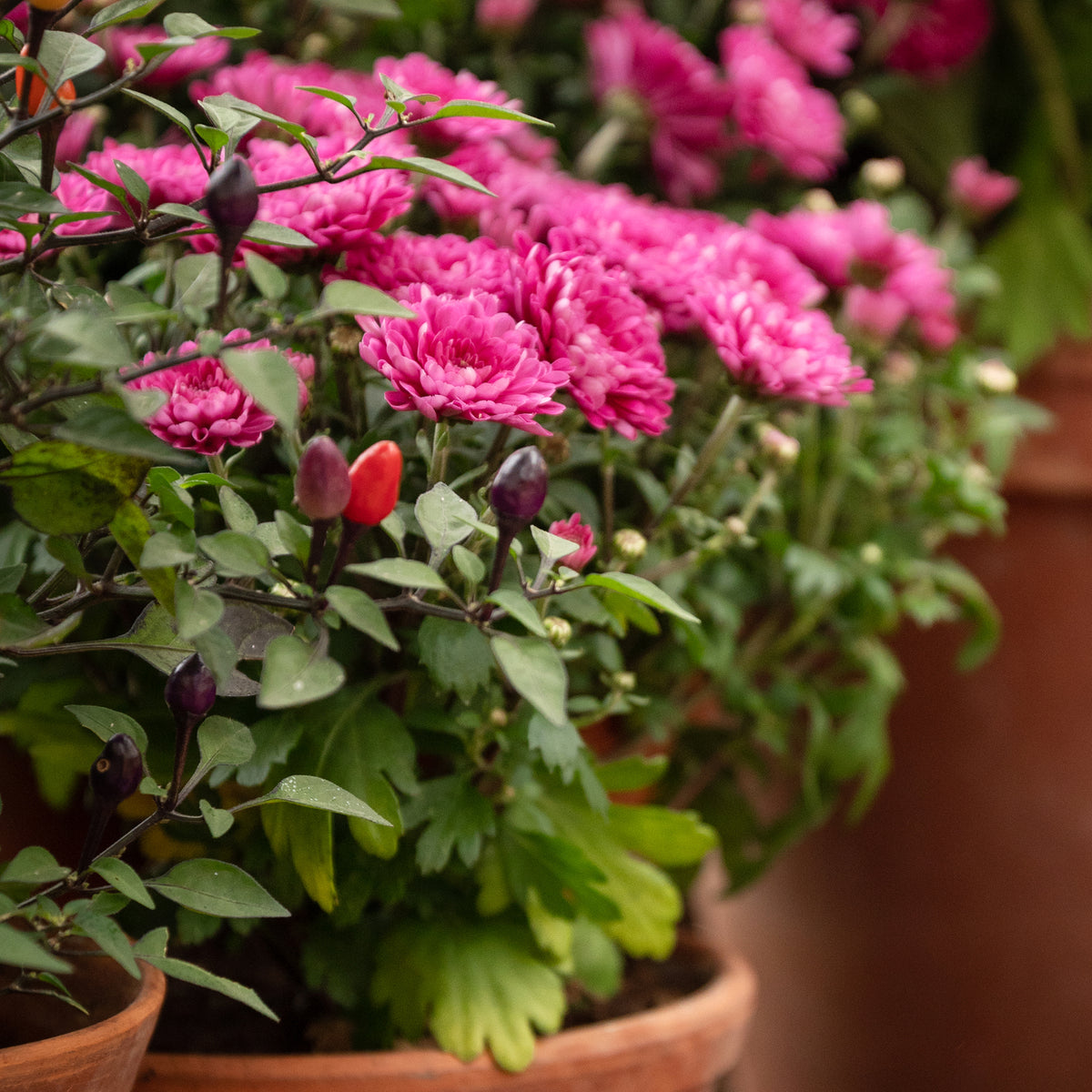 Chrysanthème fuchsia - Bakker