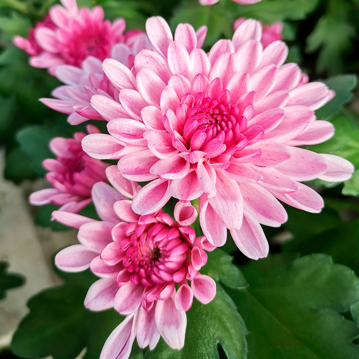 Chrysanthème rose - Bakker