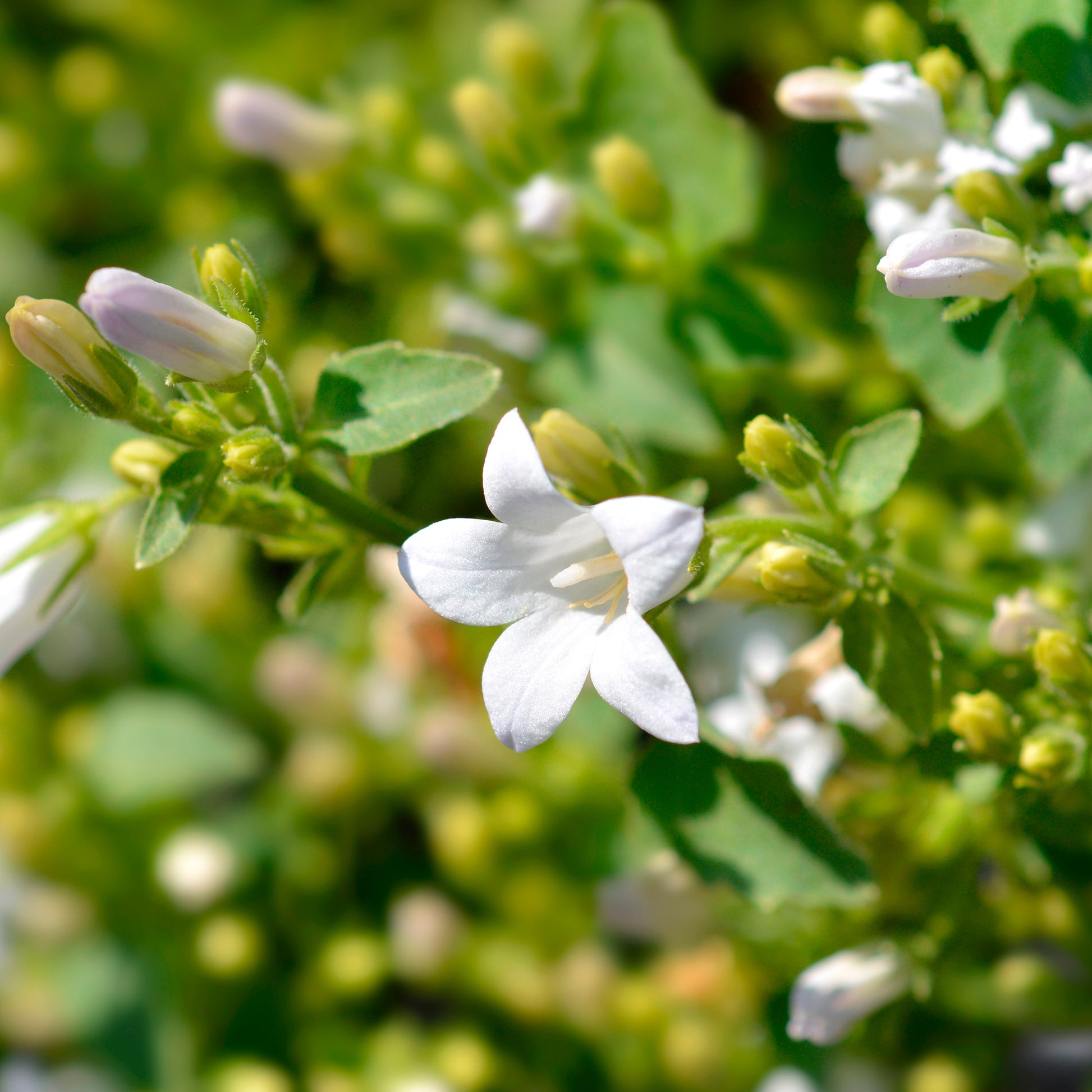 Fleurs pour terrasses et balcons - Campanule portens blanc - Campanula portenschlagiana