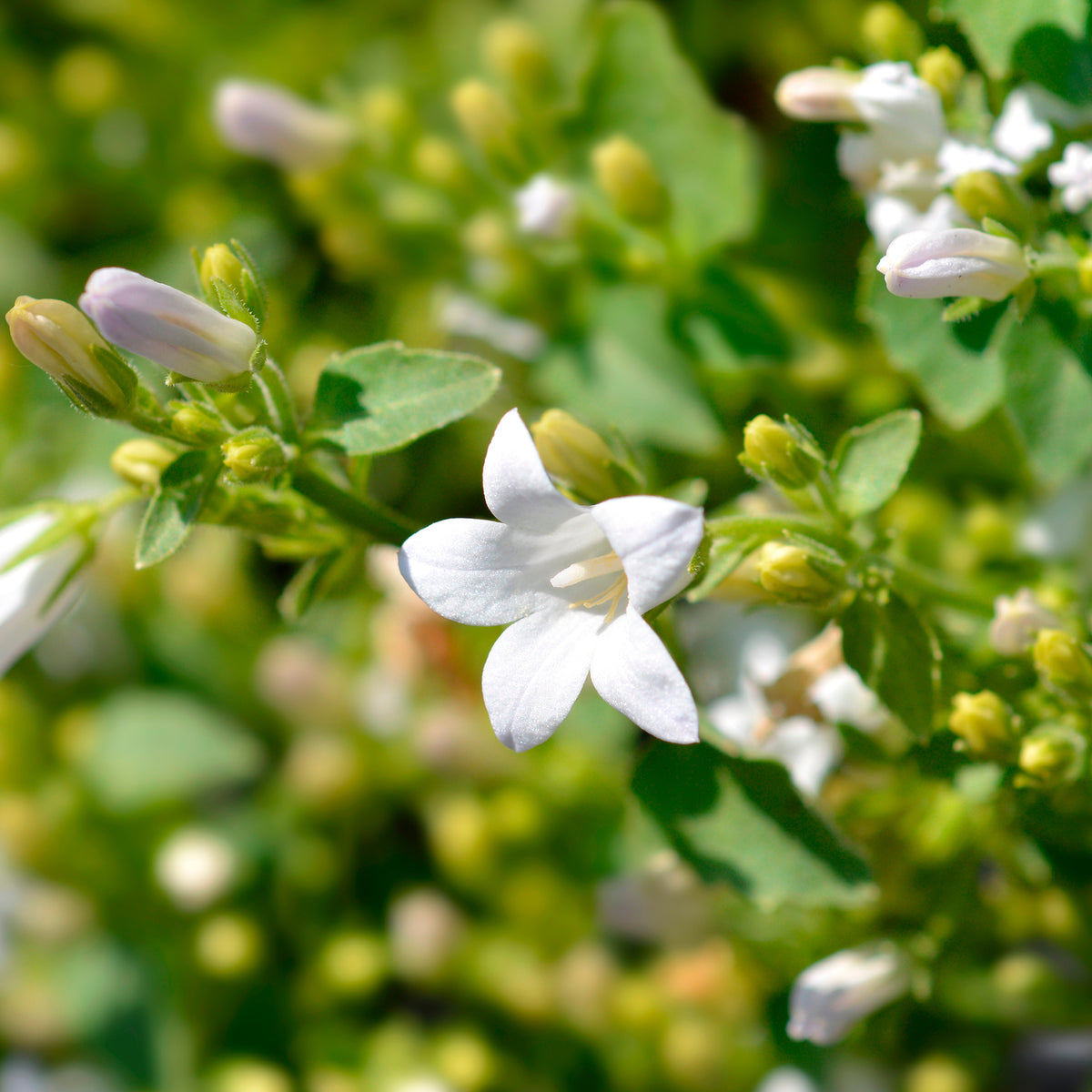 Fleurs pour terrasses et balcons - Campanule portens blanc - Campanula portenschlagiana