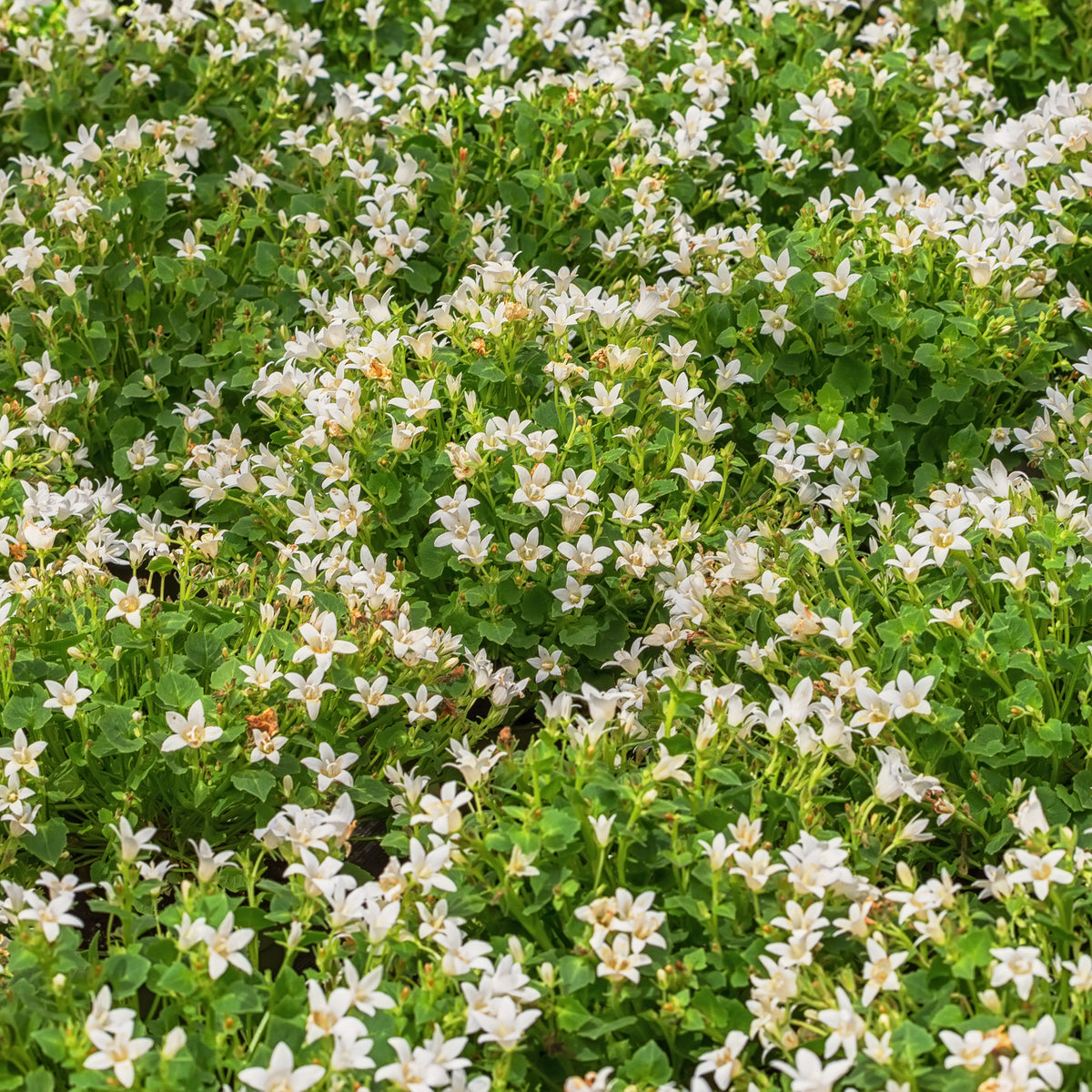 Campanula portenschlagiana - Campanule portens blanc - Fleurs pour terrasses et balcons
