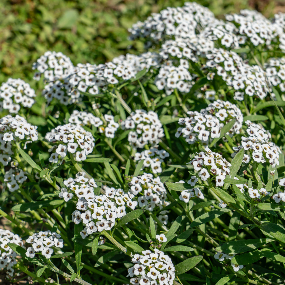 Fleurs pour terrasses et balcons - Alysse odorant - Lobularia maritima
