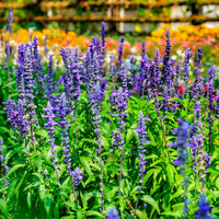 Salvia farinacea - Sauge farineuse - Fleurs pour terrasses et balcons