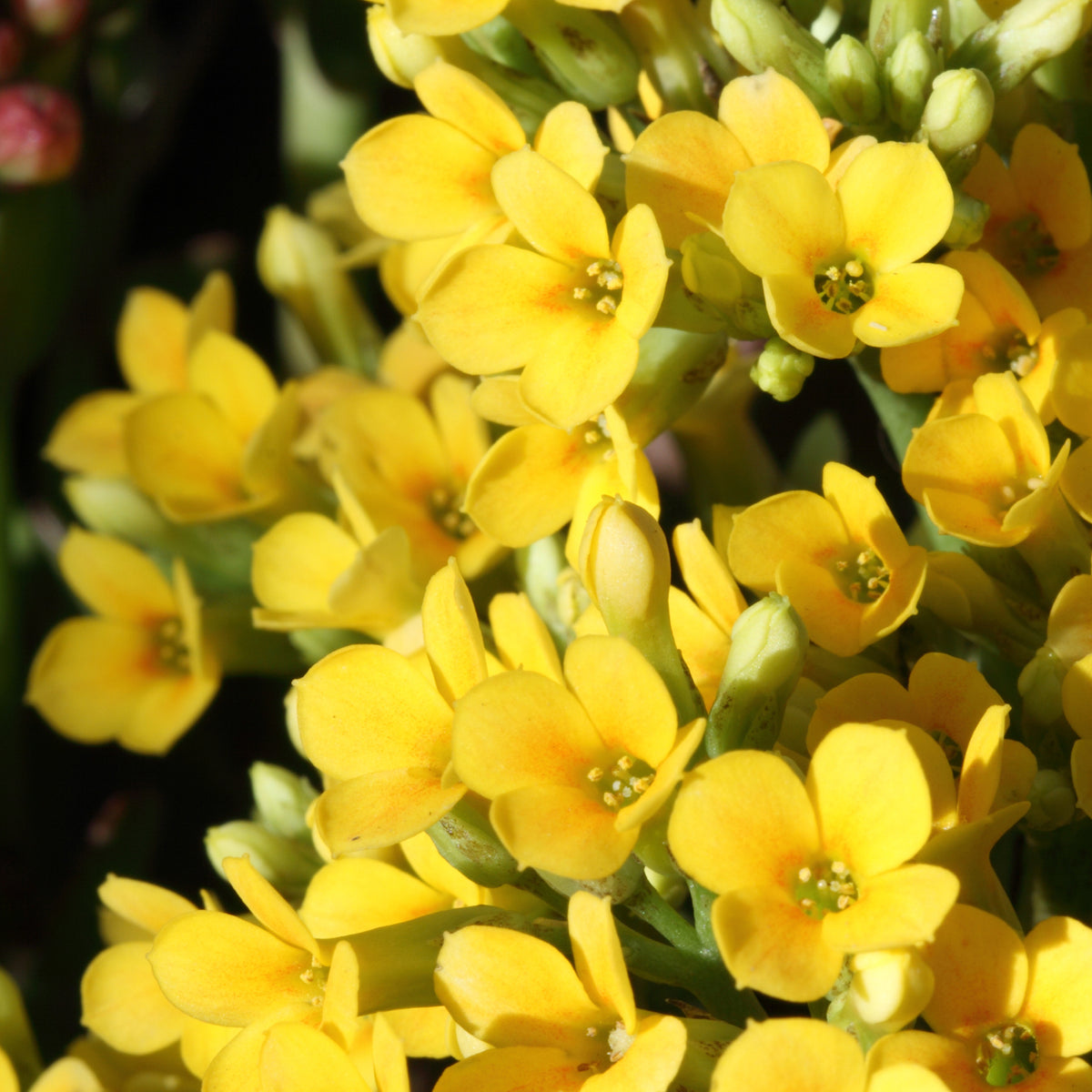 Kalanchoe jaune - Bakker