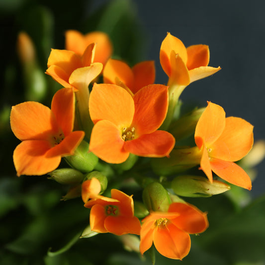 Kalanchoe orange - Bakker