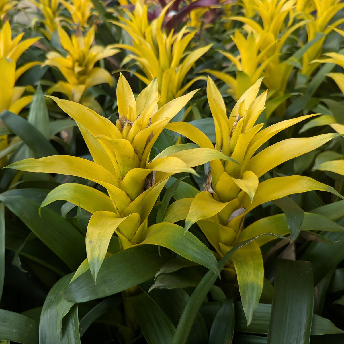 Bromelia jaune - Bakker