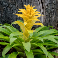 Bromeliaceae - Bromelia jaune - Fleurs pour terrasses et balcons
