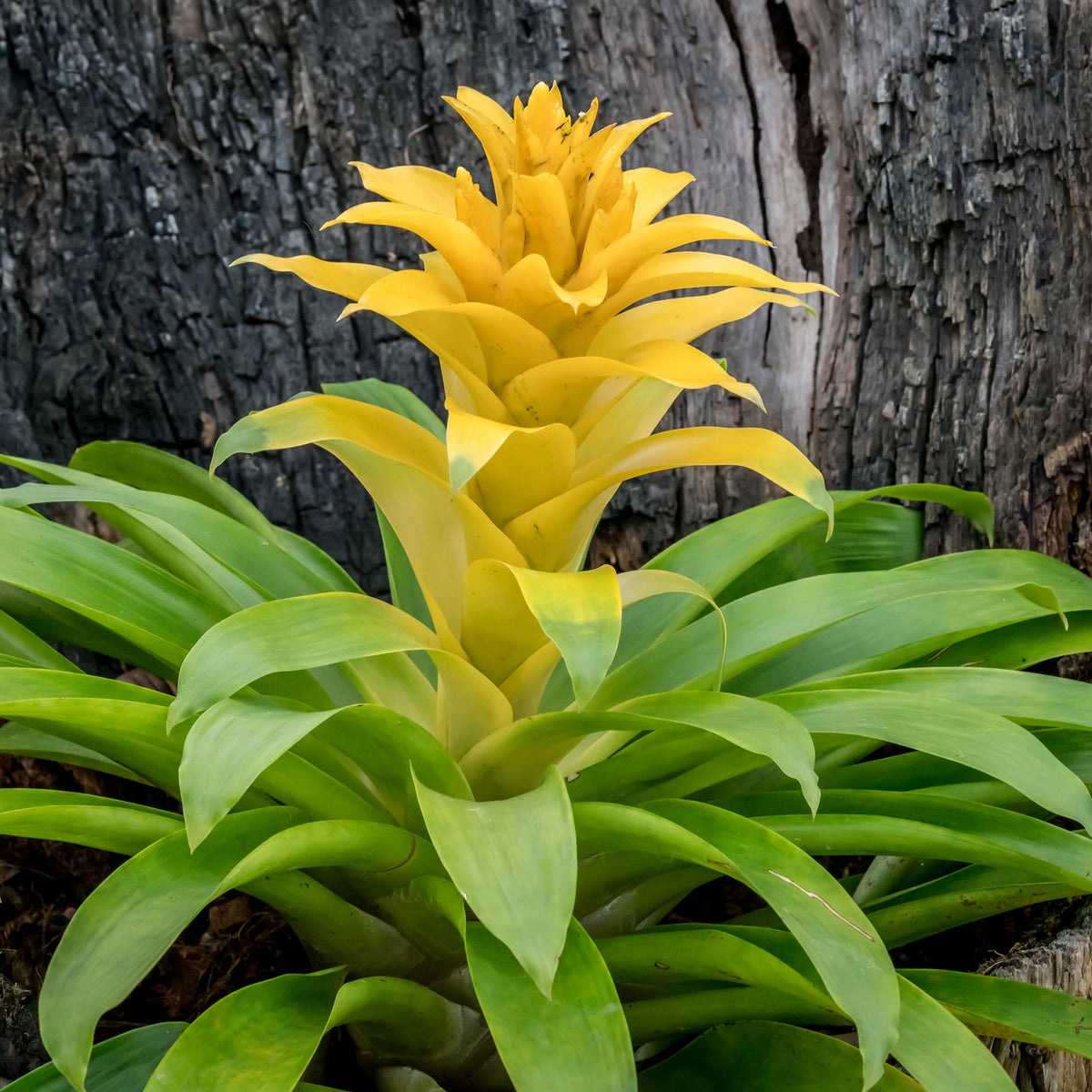 Bromeliaceae - Bromelia jaune - Fleurs pour terrasses et balcons