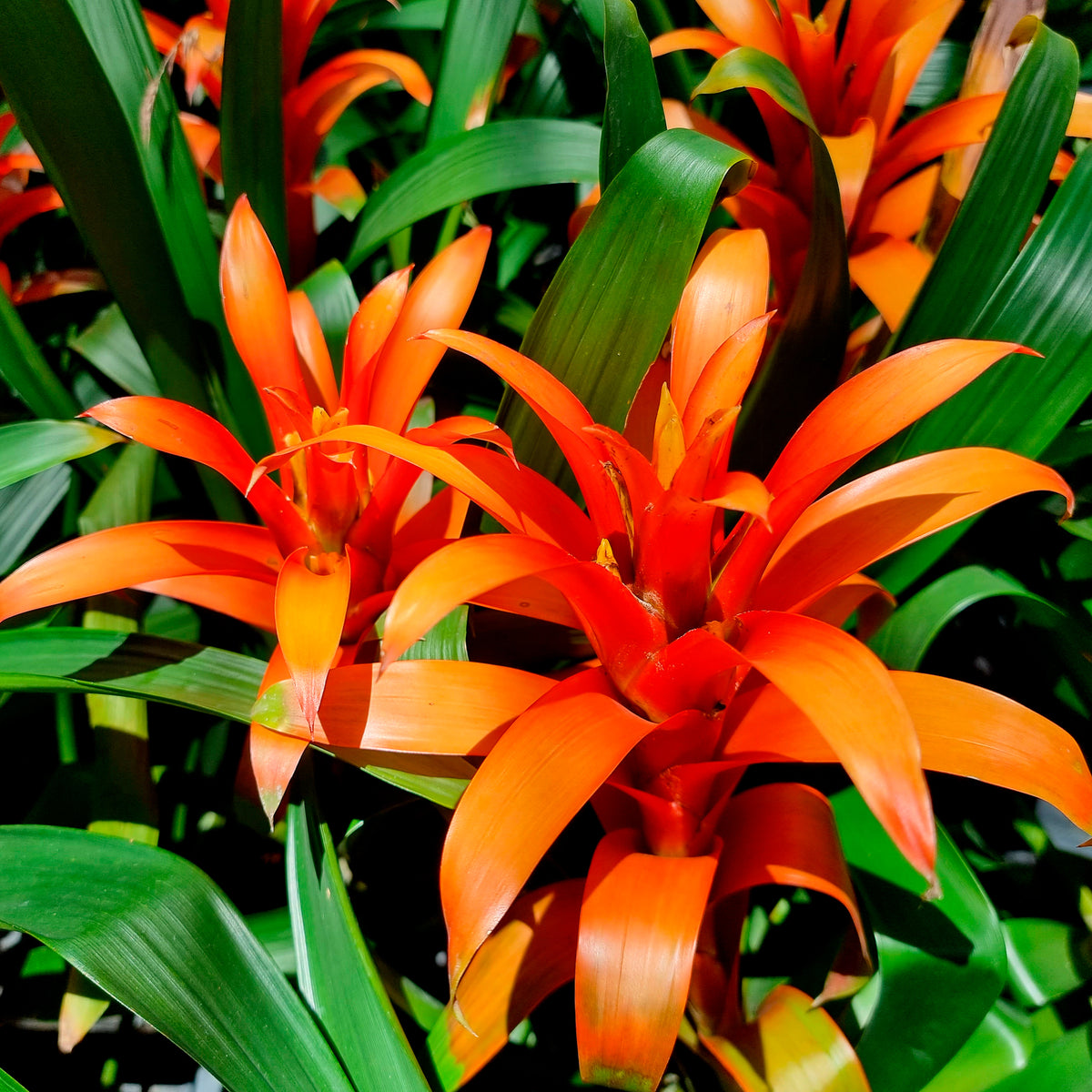 Fleurs pour terrasses et balcons - Bromelia orange - Bromeliaceae