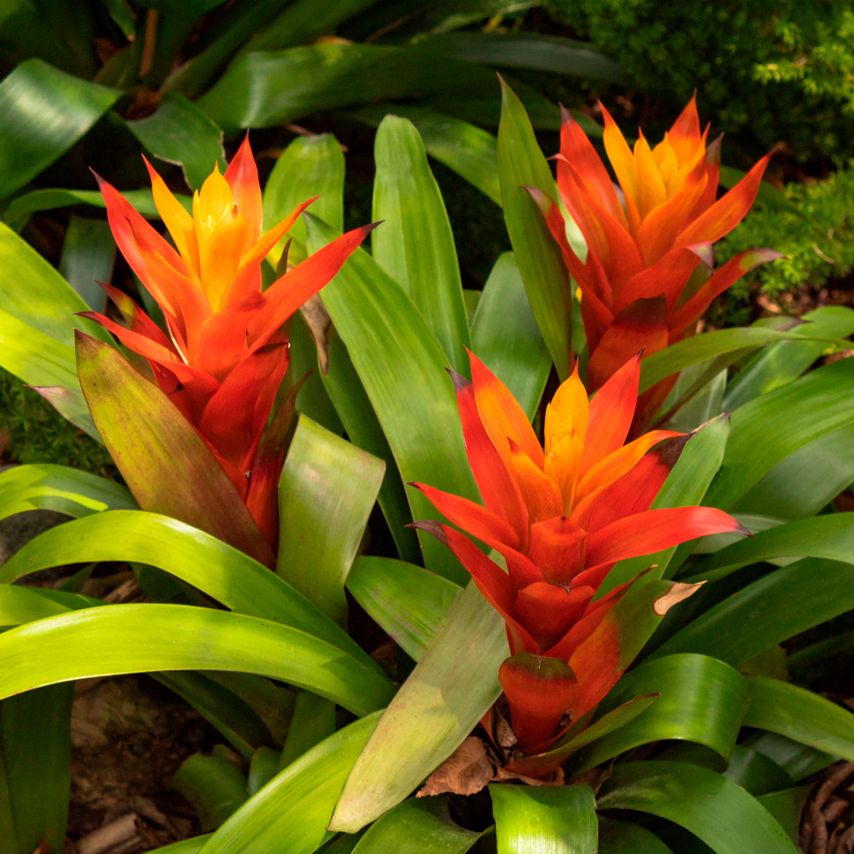 Bromelia orange - Bakker