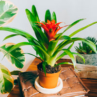 Bromelia orange - Bromeliaceae - Bakker