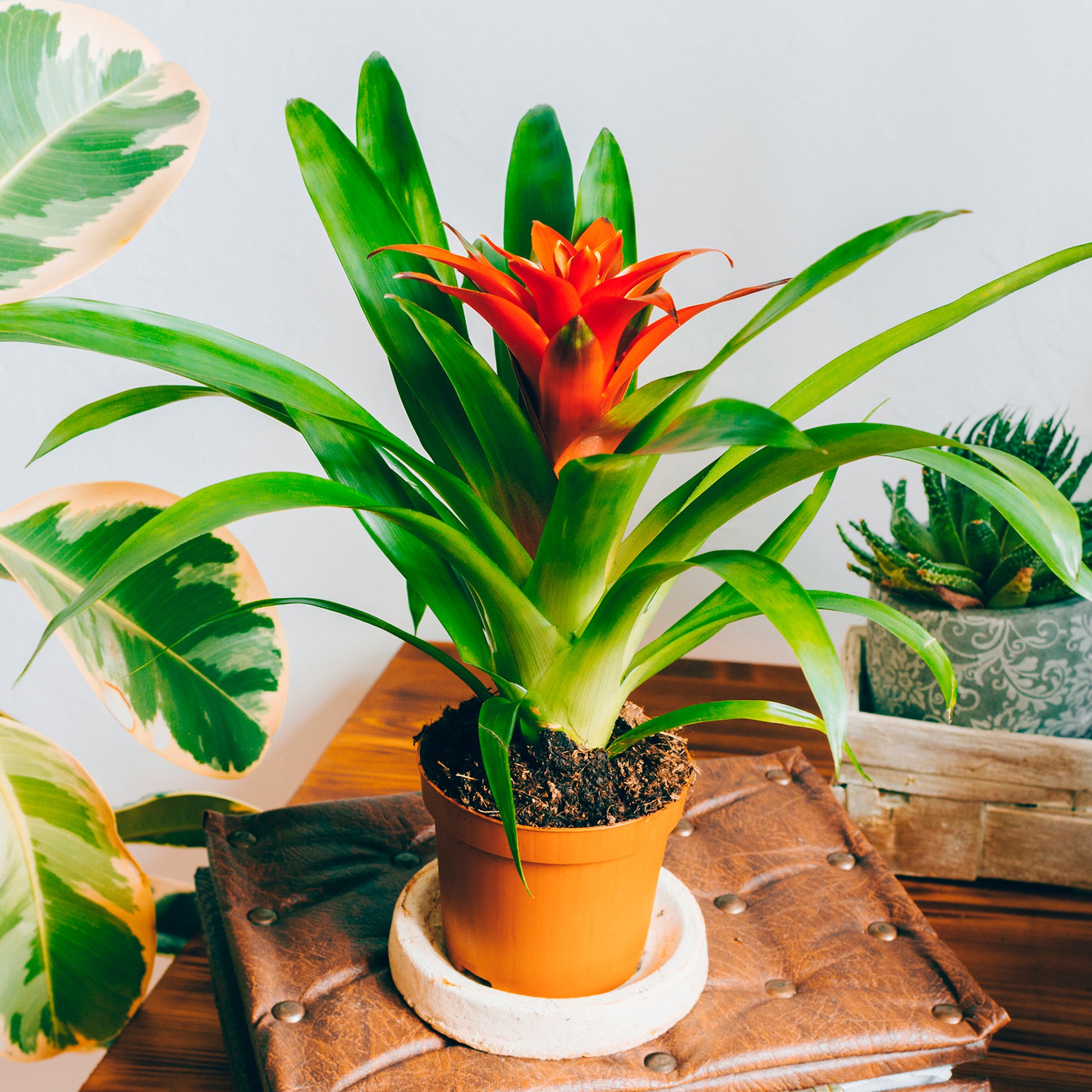 Bromelia orange - Bromeliaceae - Bakker