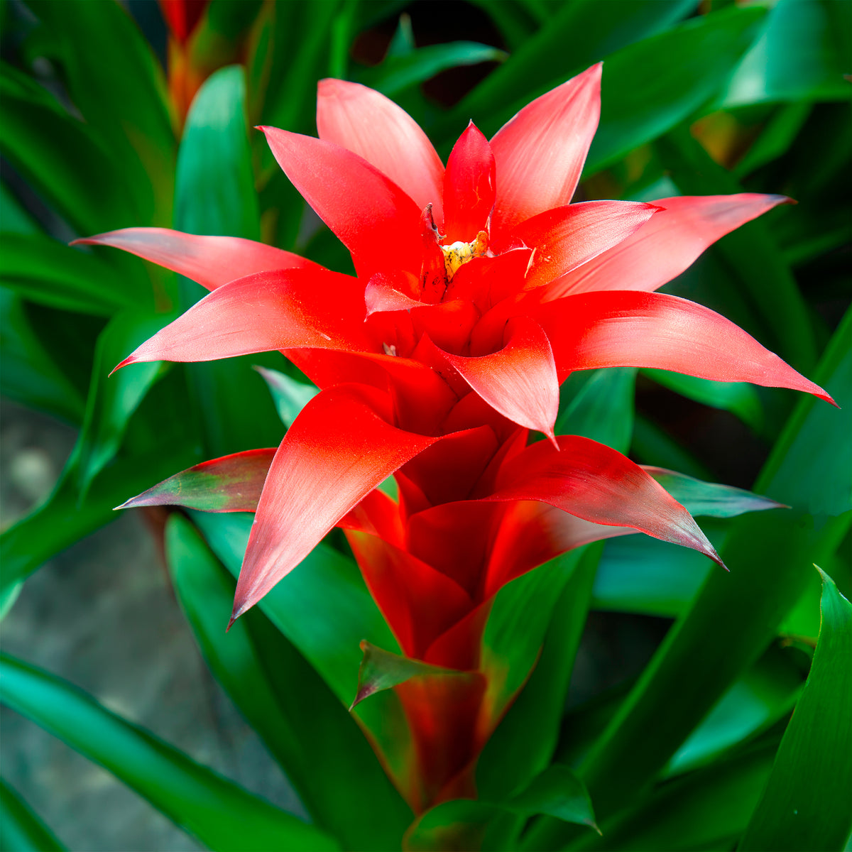 Fleurs pour terrasses et balcons - Bromelia rouge - Bromeliaceae