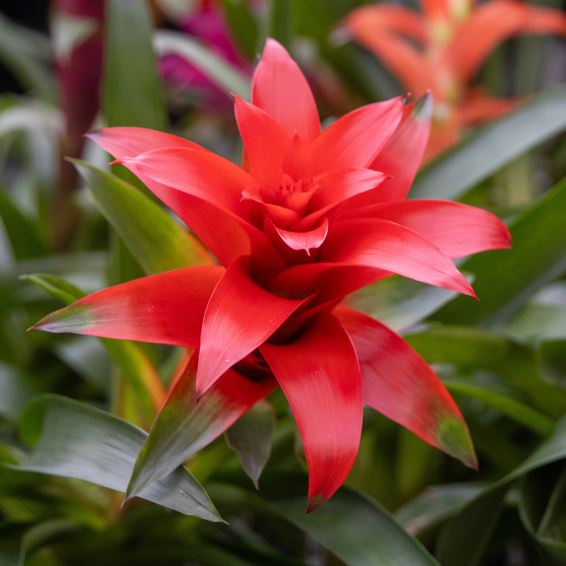 Bromeliaceae - Bromelia rouge - Fleurs pour terrasses et balcons