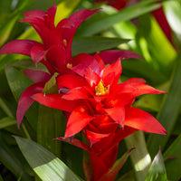 Bromelia rouge - Bromeliaceae - Bakker