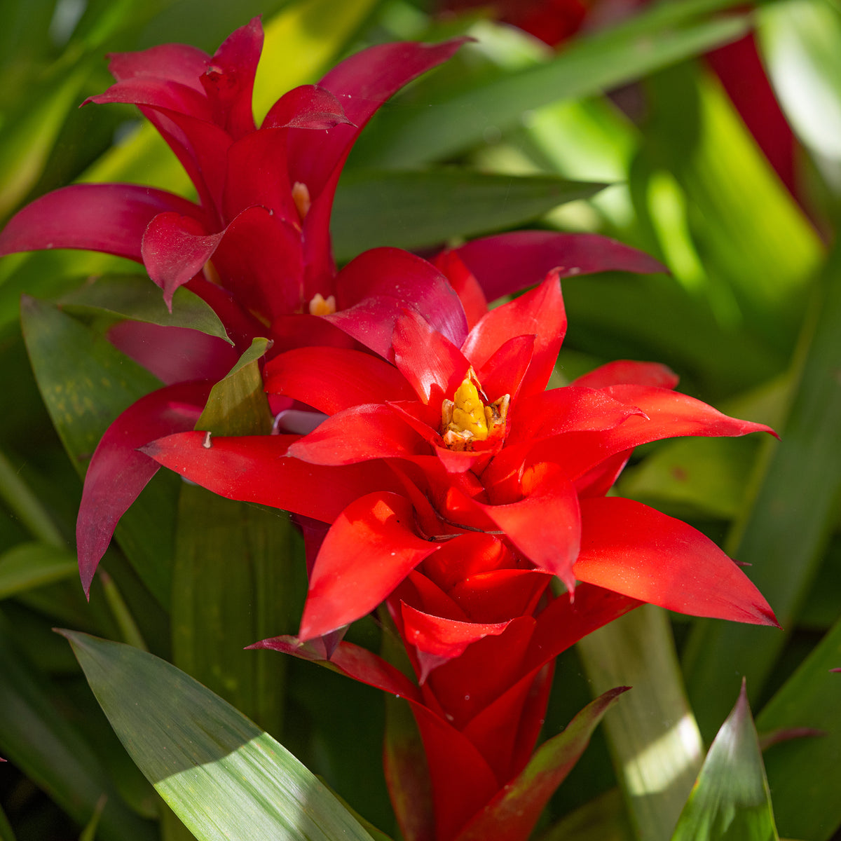 Bromelia rouge - Bromeliaceae - Bakker