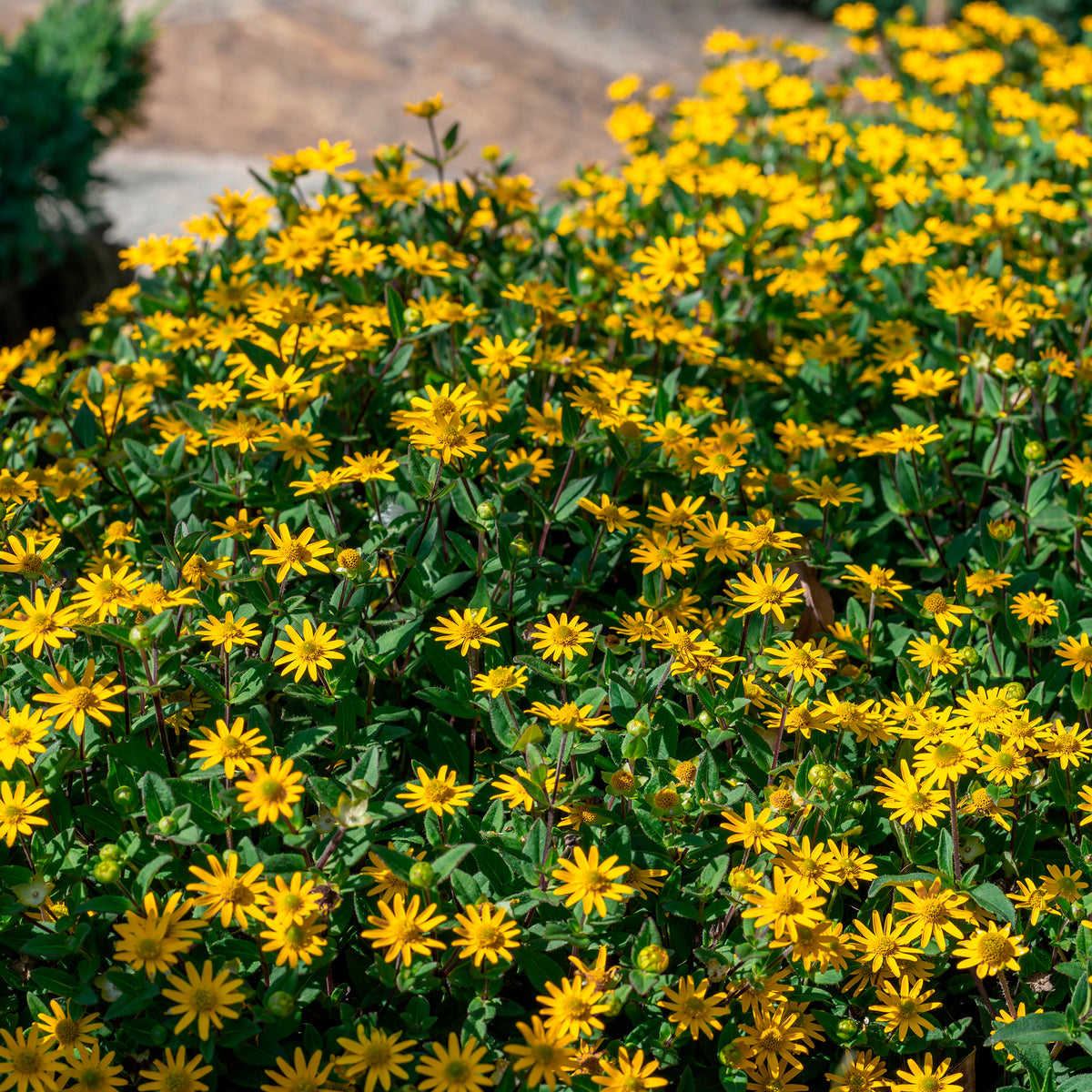 Sanvitalia - Sanvitalia procumbens - Bakker