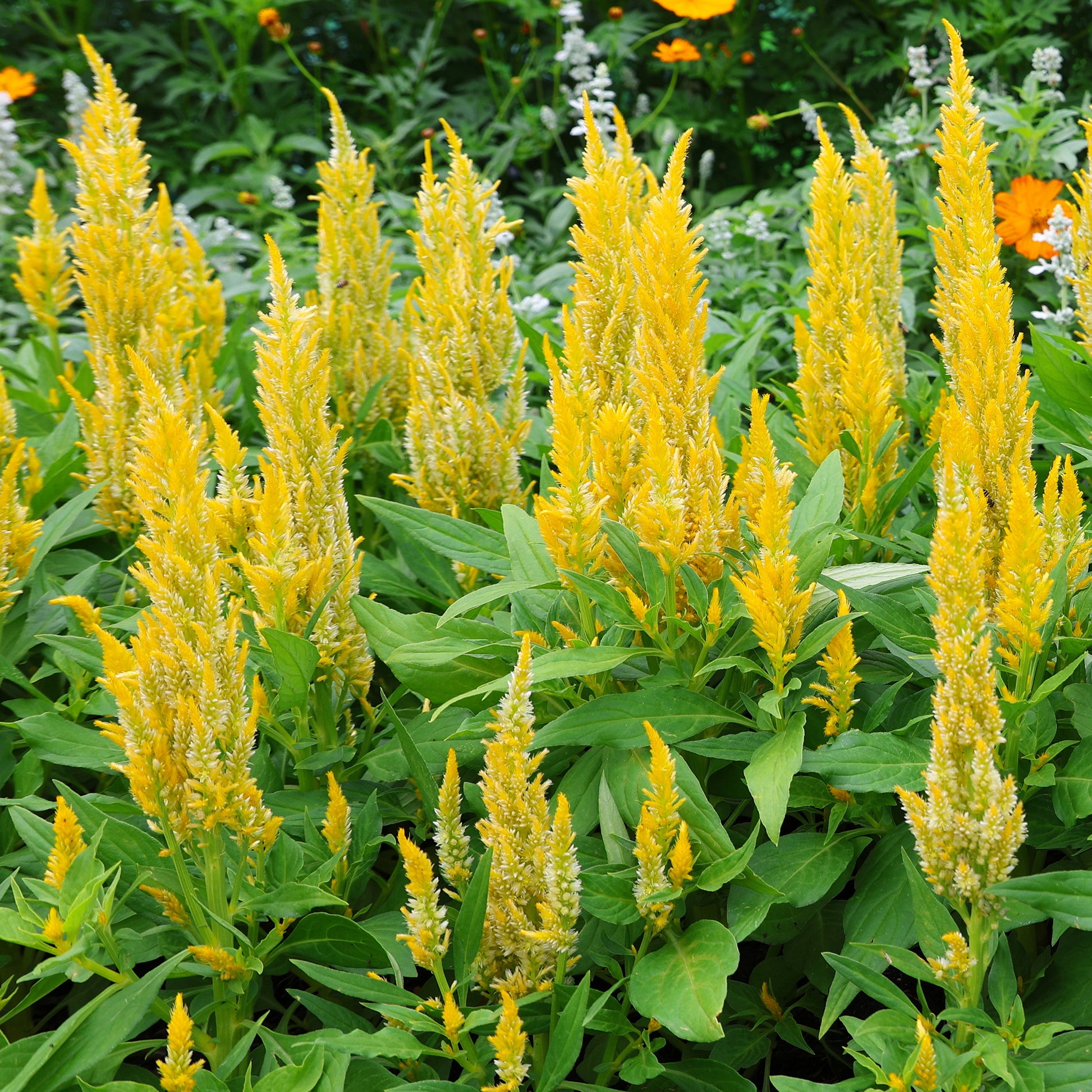 Celosia argentea - Celosie jaune - Fleurs pour terrasses et balcons