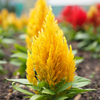Celosie jaune - Celosia argentea - Bakker