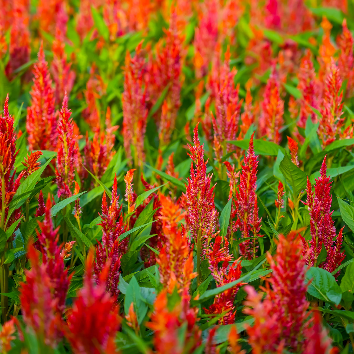 Celosie orange - Celosia argentea - Bakker