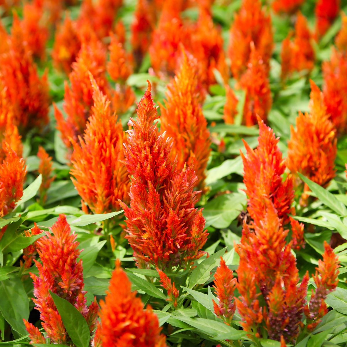 Celosie orange - Bakker