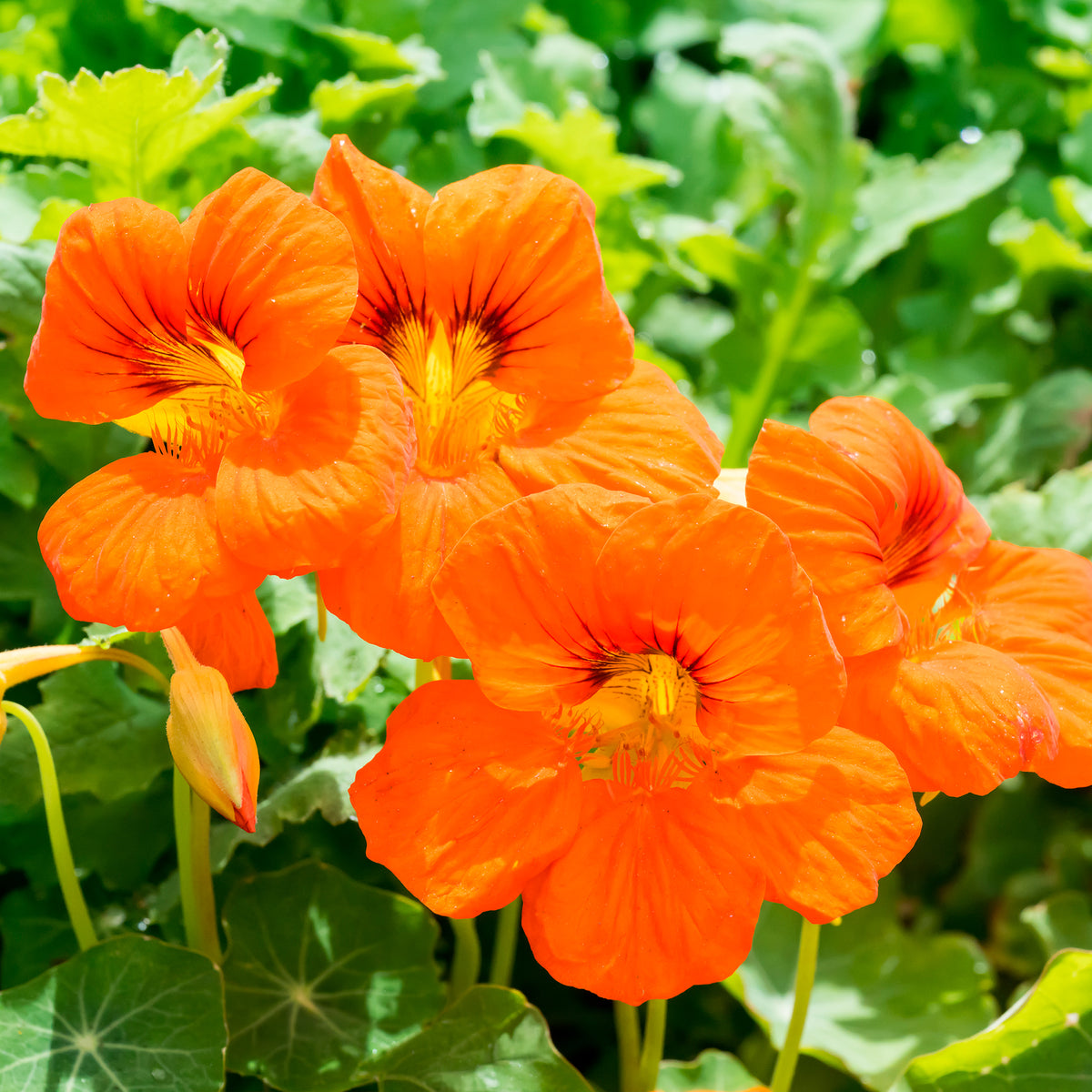Capucine orange - Bakker