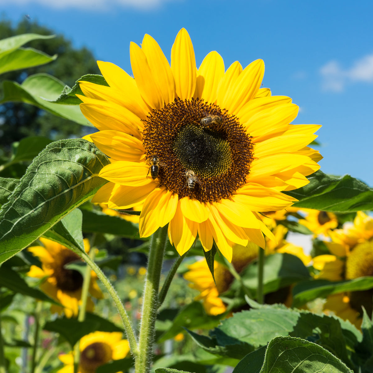 Tournesol - Helianthus annuus - Bakker