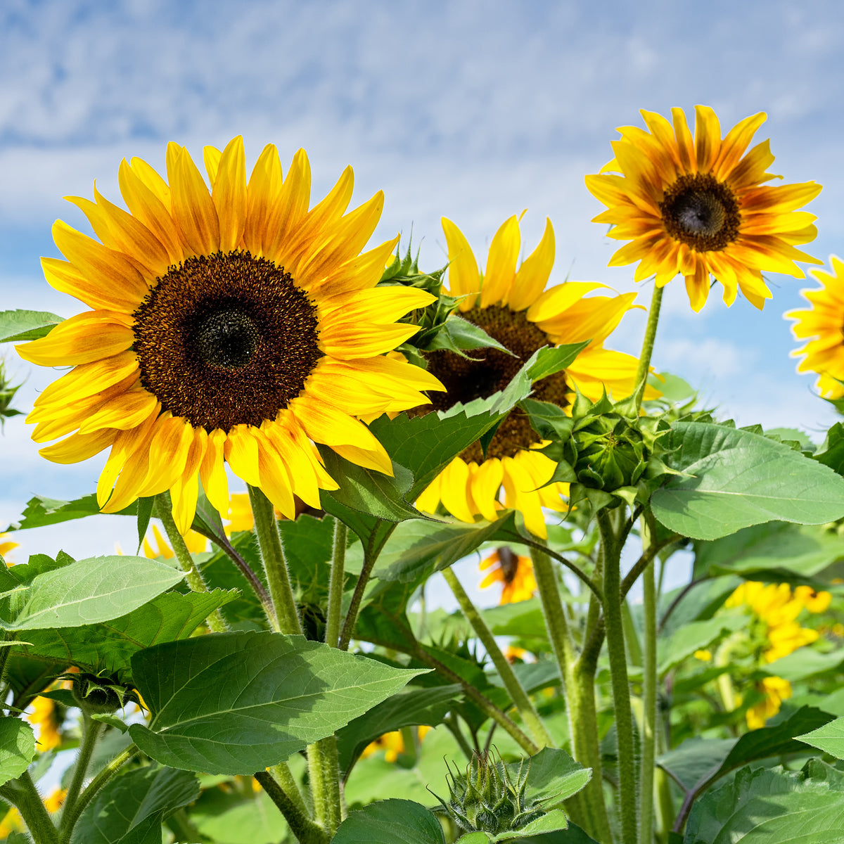 Tournesol - Bakker