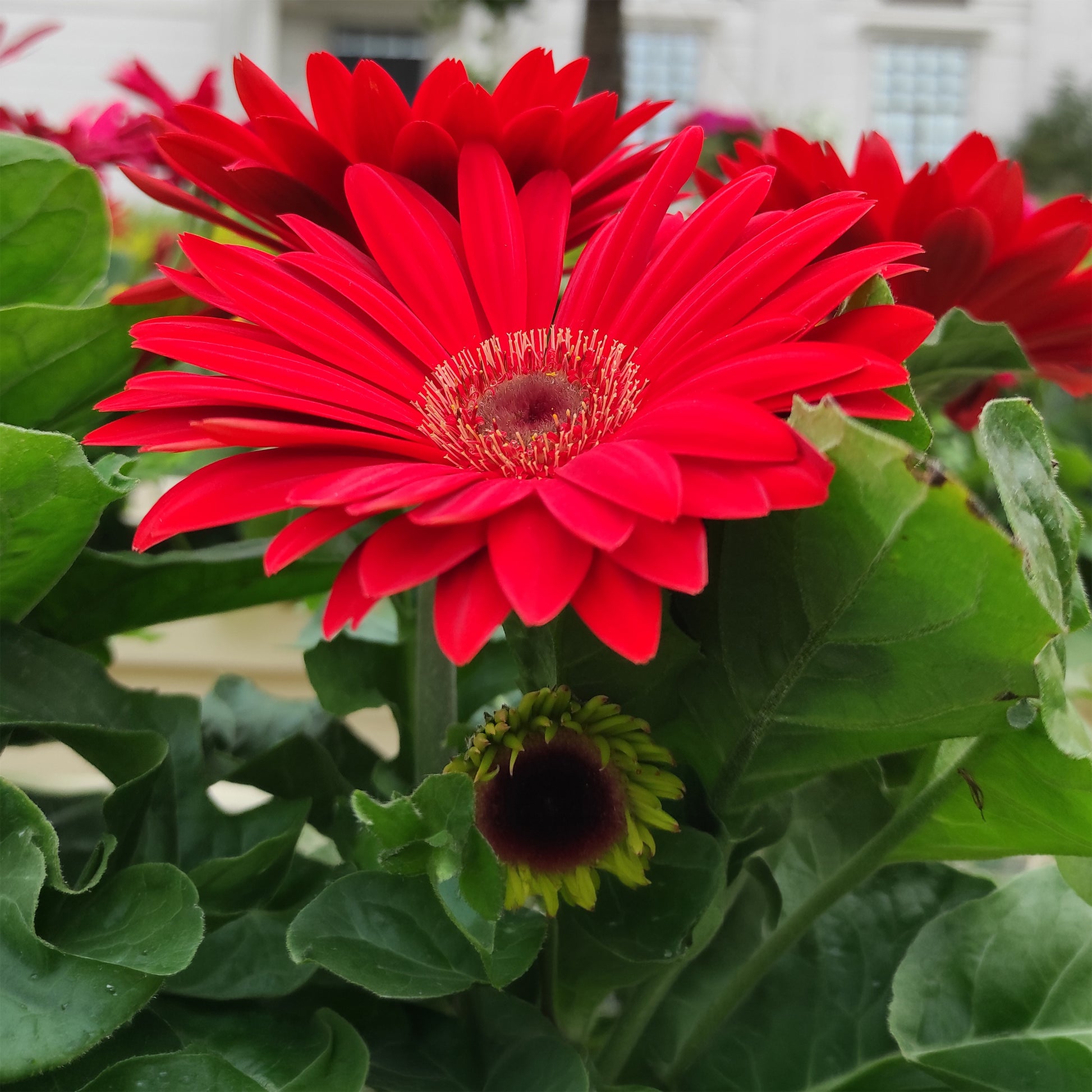 Gerbera rouge - Bakker