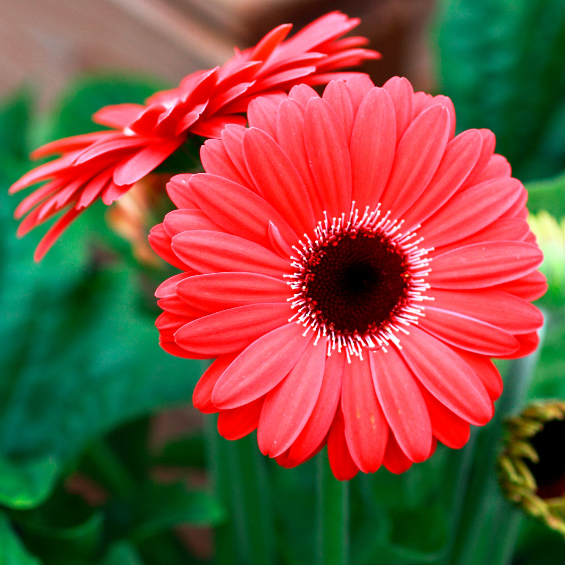 Gerbera rouge - Gerbera jamesonii - Bakker