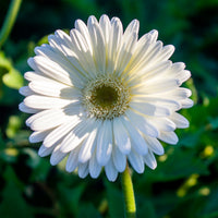Gerbera blanche - Bakker