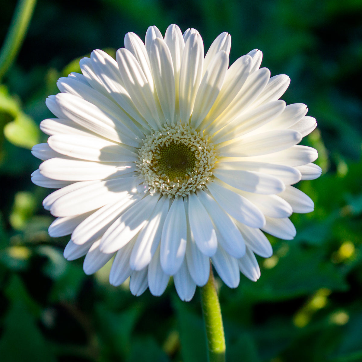 Gerbera blanche - Bakker