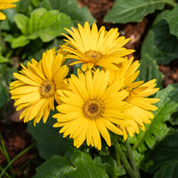 Gerbera jaune - Bakker