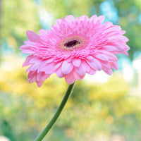 Gerbera rose - Gerbera jamesonii - Bakker
