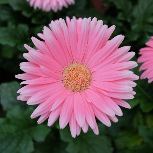 Gerbera rose - Bakker