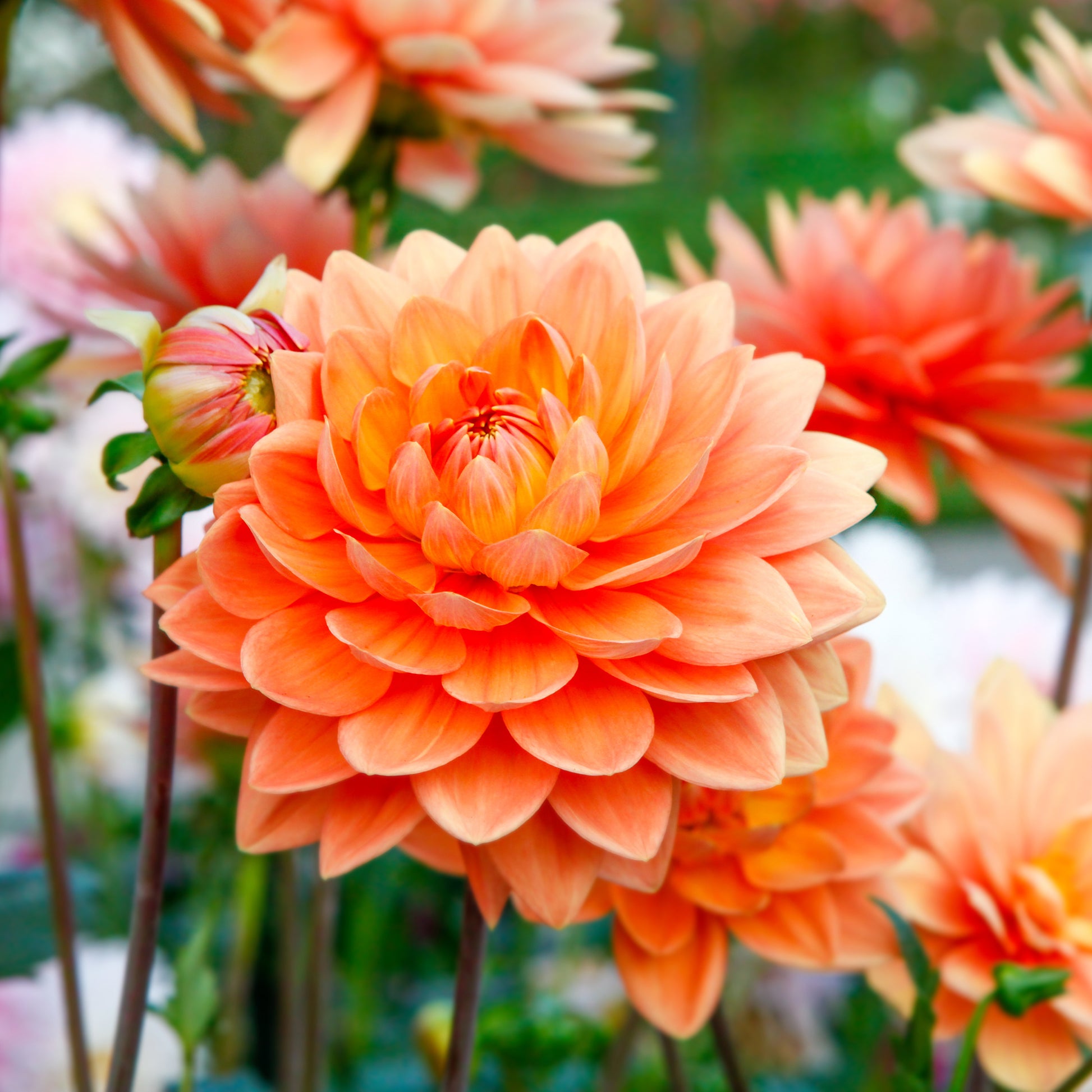 Dahlia orange - Bakker