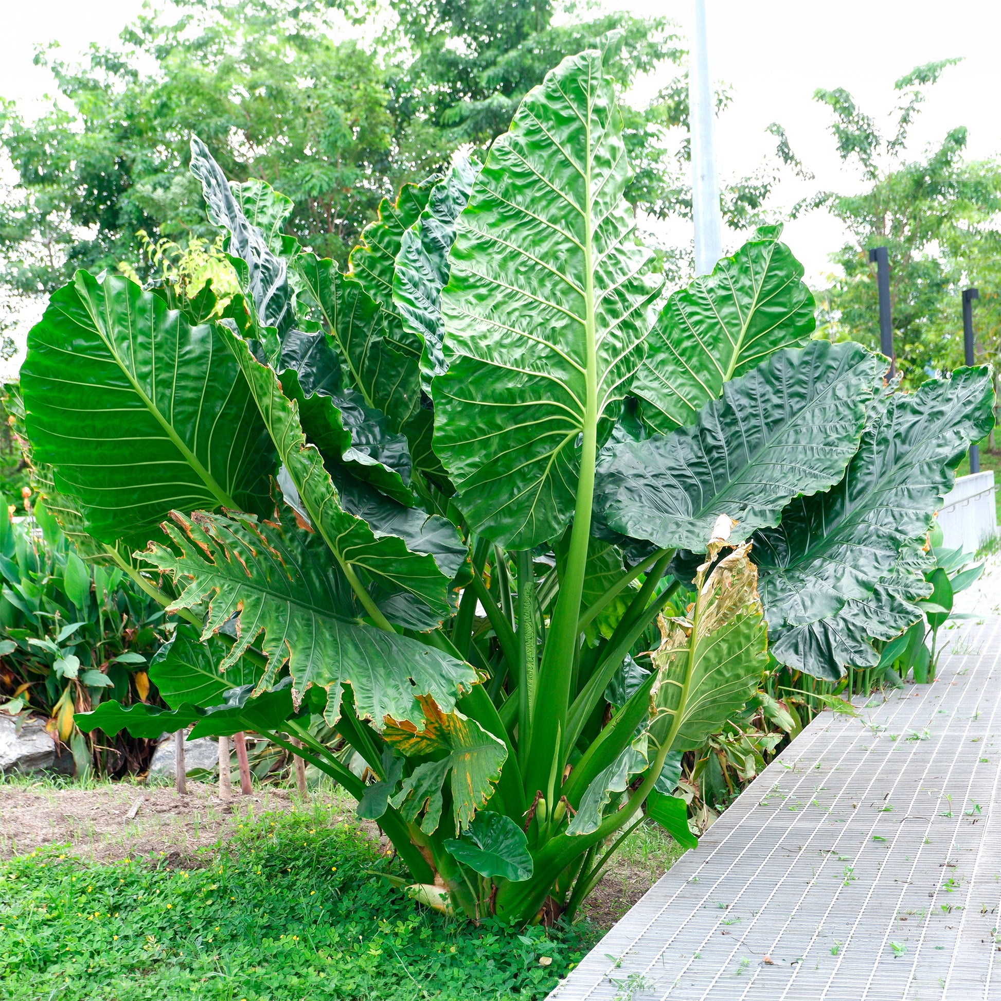Alocasia Macrorrhiza - Alocasia Macrorrhiza - Bakker