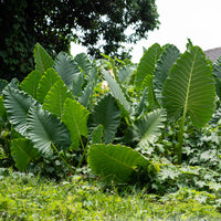 Alocasia Macrorrhiza - Bakker