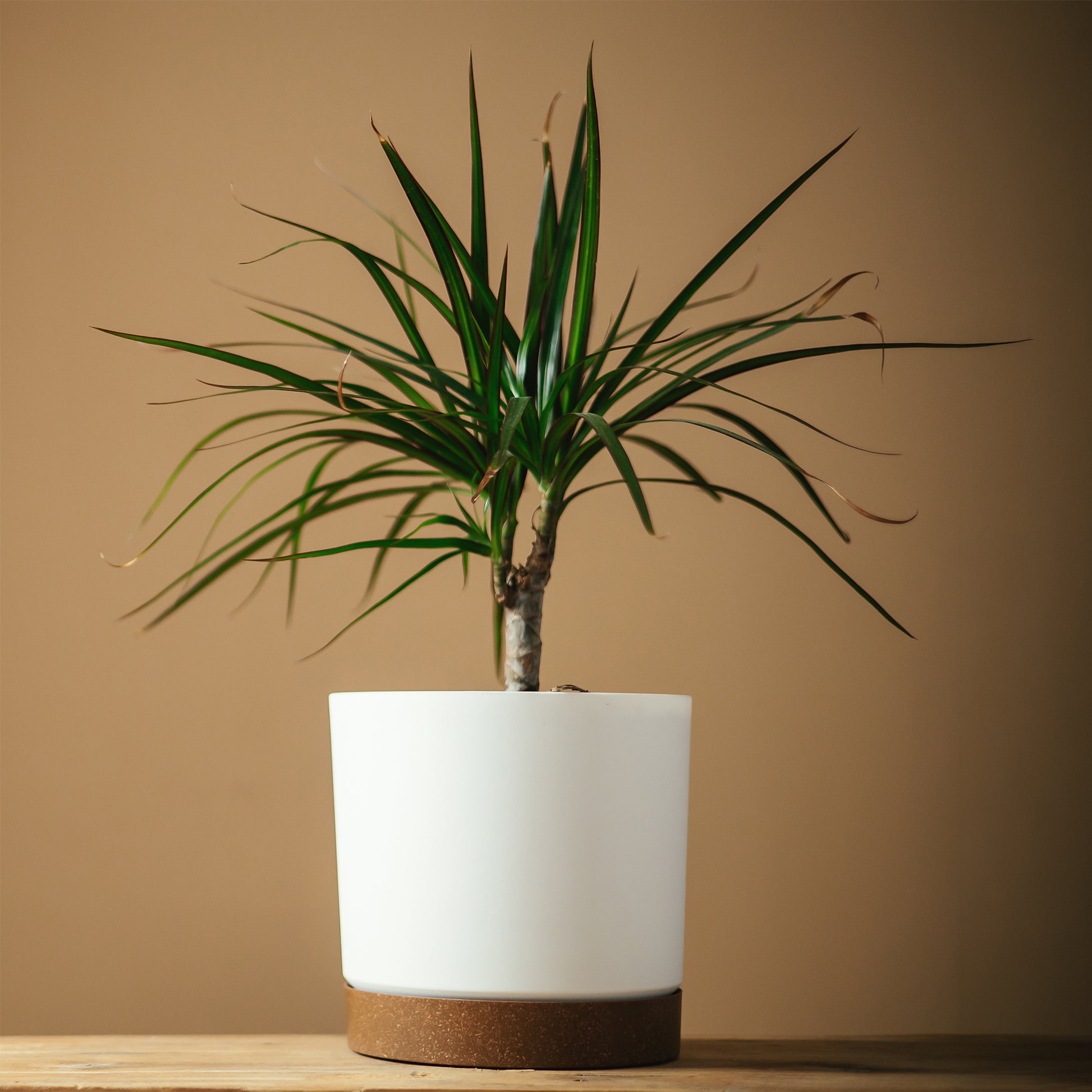 Dracaena marginata (mini format) - Bakker