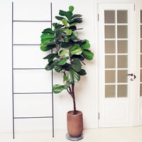 Vente Ficus Lyrata - Ficus Lyrata