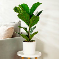 Ficus Lyrata - Bakker