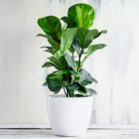 Ficus Lyrata - Ficus Lyrata - Bakker